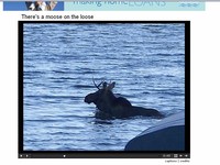 osakis moose on the loose